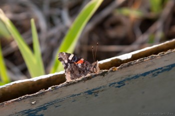 Photo of the Week - Butterfly